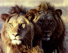 Lions_of_Judah